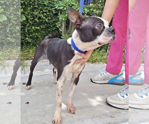 Boston Terrier Dogs for adoption in Dumont, NJ, USA