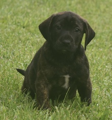Bullmasador Dogs for adoption in Mechanicsburg, PA, USA