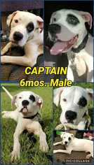 American Bulldog-Dogo Argentino Mix Dogs for adoption in Tampa, FL, USA