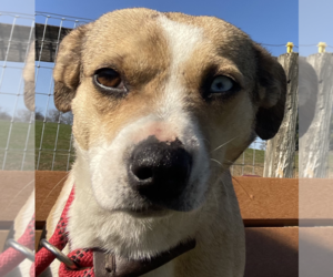 Beagle-Parson Russell Terrier Mix Dogs for adoption in Unionville, PA, USA