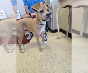 Bogle Dogs for adoption in Plano, TX, USA