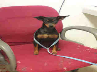Miniature Pinscher Dogs for adoption in Bakersfield, CA, USA
