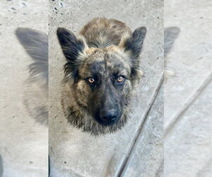 Holland Shepherd-Unknown Mix Dogs for adoption in San Diego, CA, USA