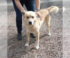 Huskies -Shiba Inu Mix Dogs for adoption in Frenchburg, KY, USA