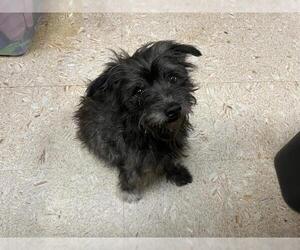 Mutt Dogs for adoption in Tulsa, OK, USA