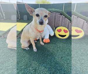 Chihuahua Dogs for adoption in Tempe , AZ, USA