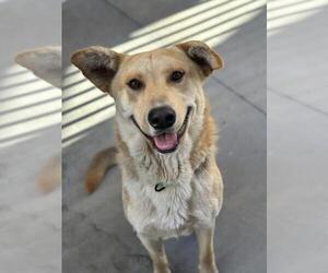 German Shepherd Dog Dogs for adoption in Santa Maria, CA, USA