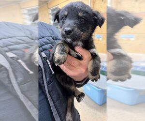 Mutt Dogs for adoption in Calgary, Alberta, Canada