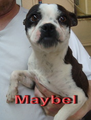 Boston Terrier Dogs for adoption in Coleman, TX, USA