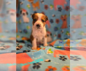 Mutt Dogs for adoption in Foristell, MO, USA