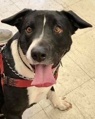 Borador Dogs for adoption in Fairfax, VA, USA