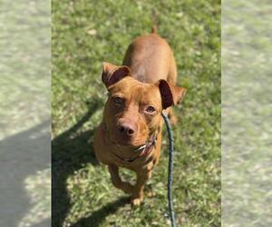 American Staffordshire Terrier-Unknown Mix Dogs for adoption in Fort Lauderdale, FL, USA
