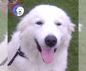 Great Pyrenees Dogs for adoption in Spring, TX, USA