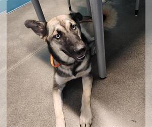 German Shepherd Dog Dogs for adoption in Houston, TX, USA