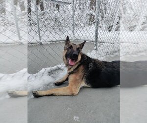 German Shepherd Dog Dogs for adoption in Muskegon, MI, USA