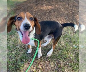 Beagle Dogs for adoption in Spring Lake, NC, USA