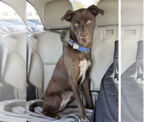Border Collie-Chocolate Labrador retriever Mix Dogs for adoption in Mt. Laurel, NJ, USA
