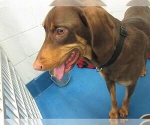 Doberman Pinscher Dogs for adoption in Pearland, TX, USA