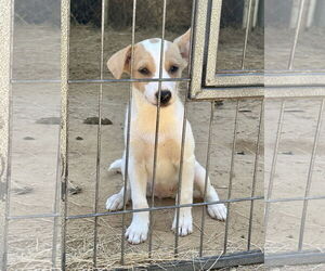 Feist Terrier-Unknown Mix Dogs for adoption in Eastman, GA, USA