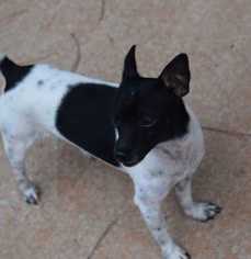 Jack-Rat Terrier Dogs for adoption in Bronx, NY, USA