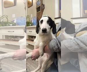 Mutt Dogs for adoption in Emmett, ID, USA