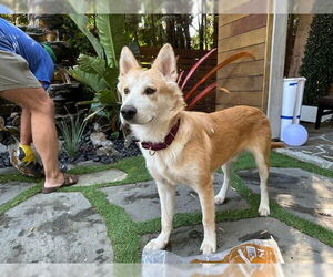 Huskies -Unknown Mix Dogs for adoption in Dana Point, CA, USA