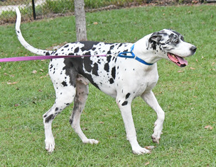 Great Dane Dogs for adoption in Fernandina Beach, FL, USA