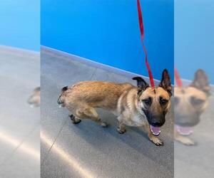 German Shepherd Dog Dogs for adoption in San Martin, CA, USA