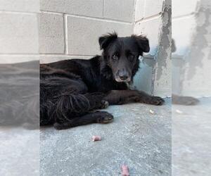 Border Collie Dogs for adoption in Corpus Christi, TX, USA