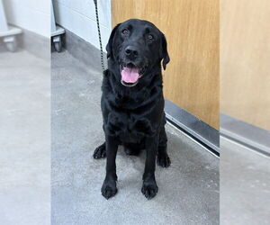 Labrador Retriever Dogs for adoption in Forestville, MD, USA