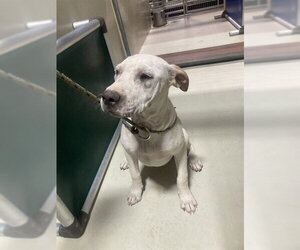 Mutt Dogs for adoption in Bakersfield, CA, USA
