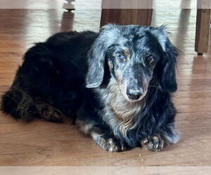 Dachshund Dogs for adoption in Evansville, IN, USA