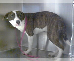 Mutt Dogs for adoption in Fayetteville, NC, USA