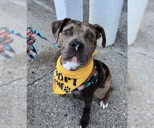 American Pit Bull Terrier-Catahoula Leopard Dog Mix Dogs for adoption in Bellevue, WA, USA