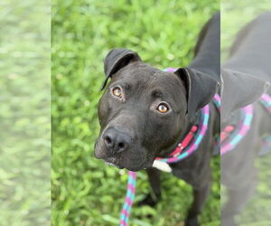 American Staffordshire Terrier-Labrador Retriever Mix Dogs for adoption in Princeton, MN, USA