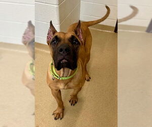 Presa Canario Dogs for adoption in Derwood, MD, USA