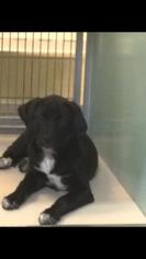 Mastiff-Unknown Mix Dogs for adoption in Winchester, TN, USA