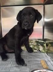 Mastador Dogs for adoption in Mission, KS, USA