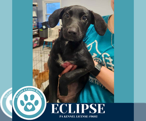 Labrador Retriever-Unknown Mix Dogs for adoption in Kimberton, PA, USA