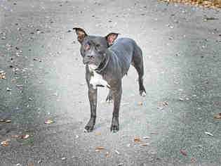 Small American Staffordshire Terrier Mix