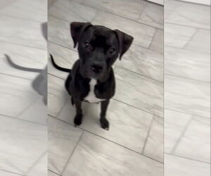 Boxer-Unknown Mix Dogs for adoption in Dumont, NJ, USA
