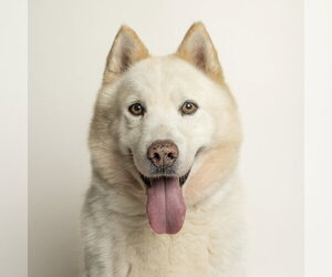 Siberian Husky Dogs for adoption in Rowlett, TX, USA
