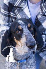 Bluetick Coonhound Dogs for adoption in Baton Rouge, LA, USA