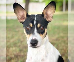 Jack Russell Terrier Dogs for adoption in Fredericksburg, TX, USA