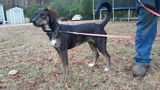 Plott Hound-Unknown Mix Dogs for adoption in Social Circle, GA, USA