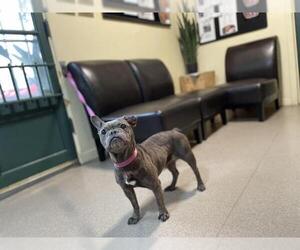 French Bulldog Dogs for adoption in Pasadena, CA, USA