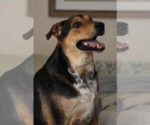 Mutt Dogs for adoption in Ponca City, OK, USA