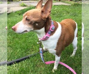 Rat Terrier Dogs for adoption in Rockaway, NJ, USA