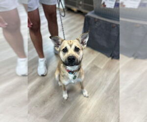 Labrador Retriever-Unknown Mix Dogs for adoption in Claremore, OK, USA