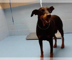 Doberman Pinscher Dogs for adoption in Moreno Valley, CA, USA